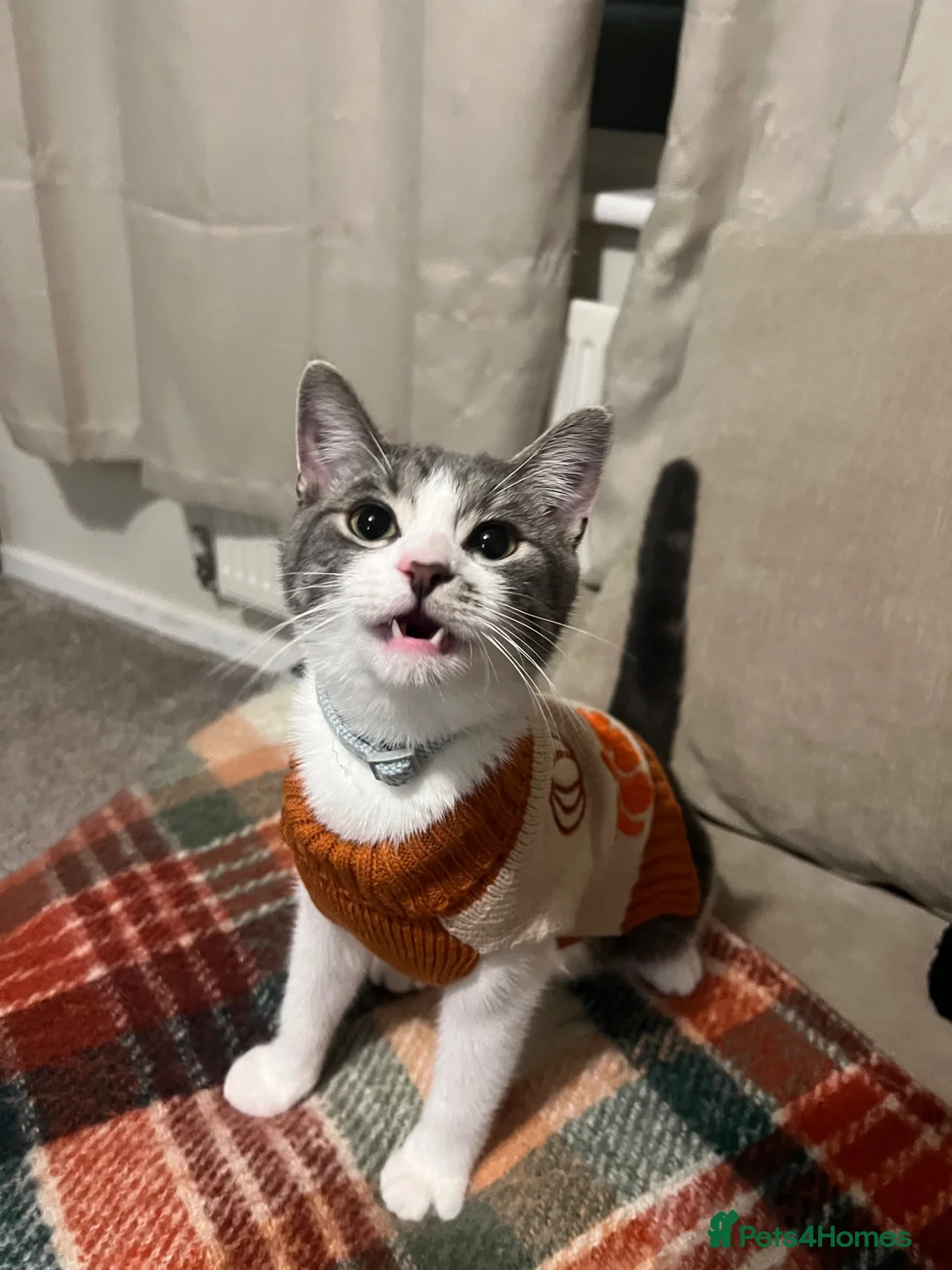 Mixed Breed cats for sale: Grey and white tabby kitten  in Walsall - Advert 2