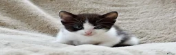 Ragdoll cats for sale: THE MOST BEAUTIFUL KITTENS  - Advert 16