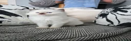 Ragdoll cats for sale: GCCF REGISTERED RAGDOLL KITTENS  - Advert 7