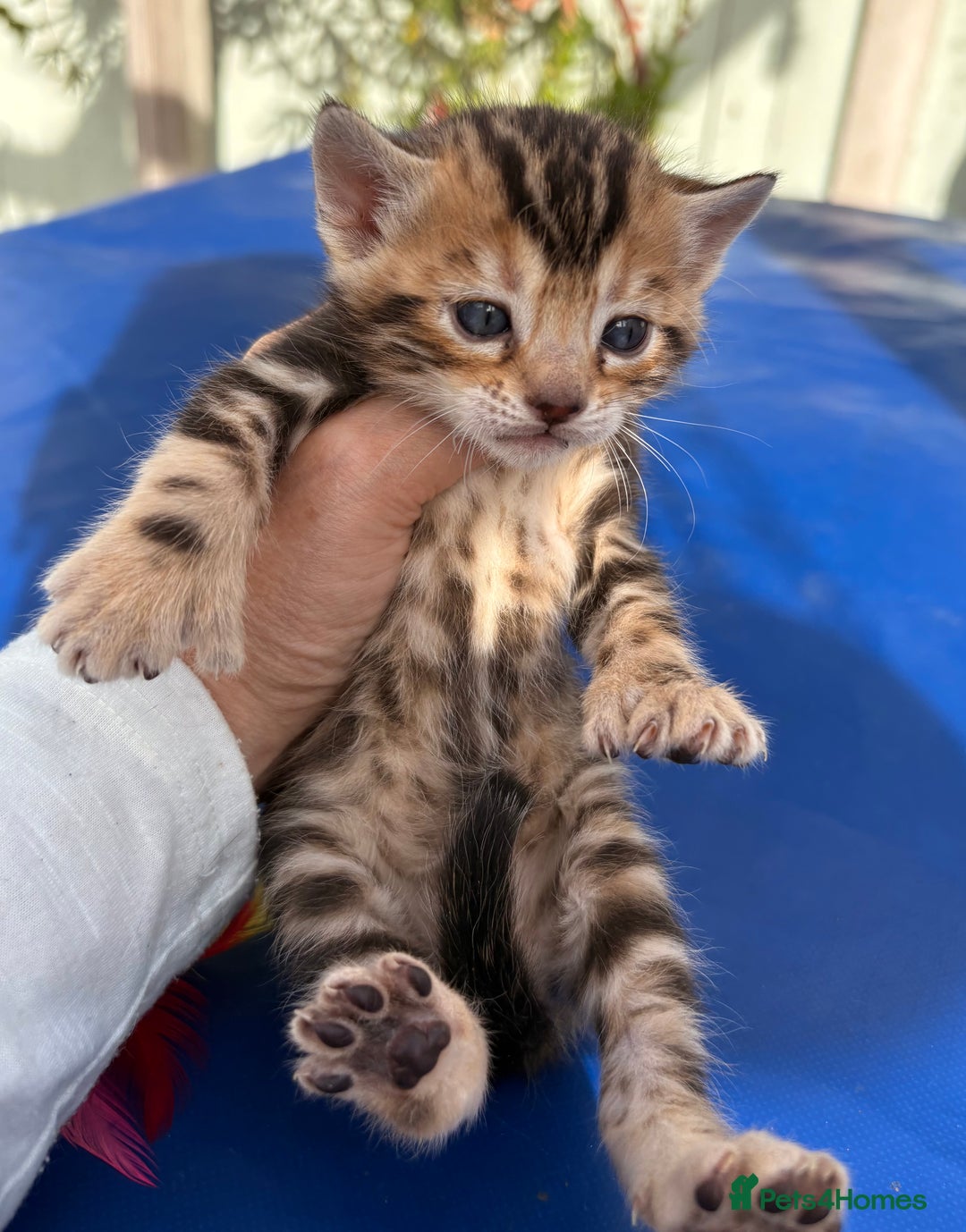 Keetso cats for sale: Stunning golden keetsos  - Image 30