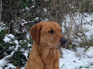 Labrador Retriever dogs Fully health tested Fox Red Labrador For Stud in Tewkesbury - Advert 22