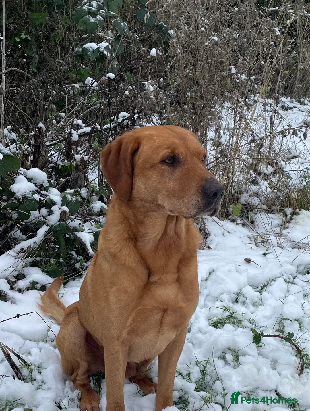 Labrador Retriever dogs for stud: Fully health tested Fox Red Labrador For Stud in Tewkesbury - Advert 1