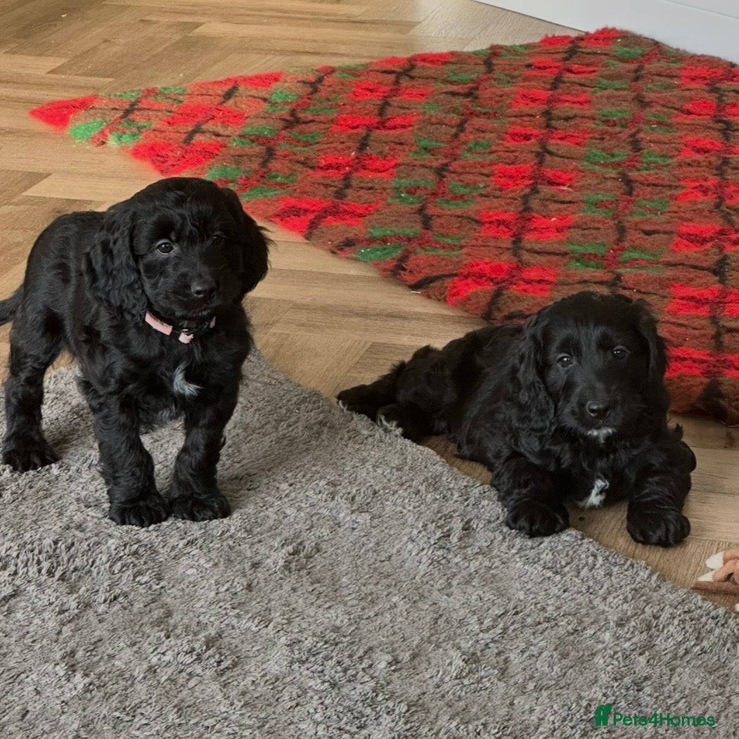 Cockapoo dogs F1 COCKAPOO PUPPIES - Advert 4