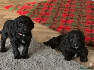 Cockapoo dogs F1 COCKAPOO PUPPIES - Advert 4