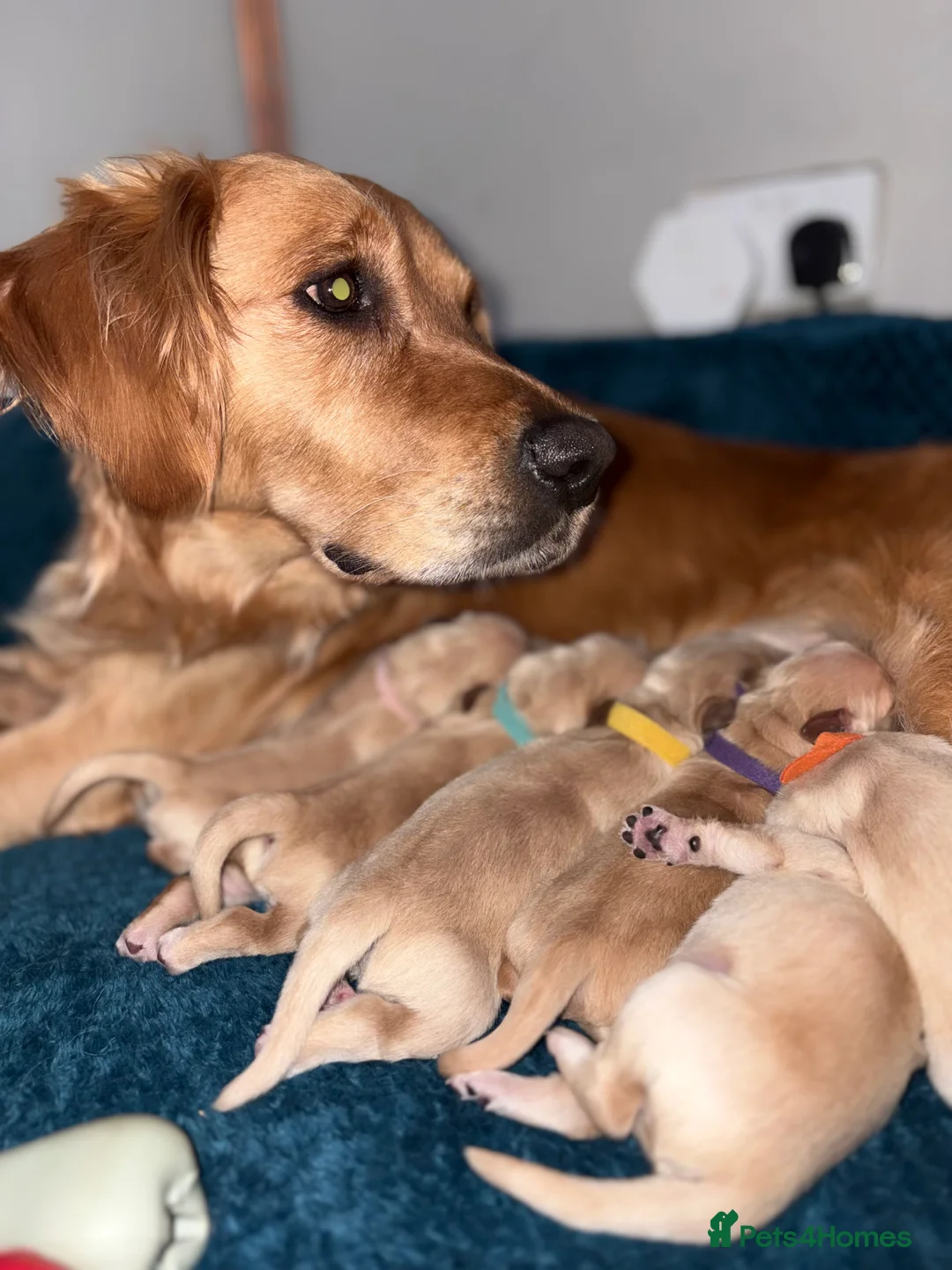 Golden Retriever dogs for sale: Golden retriever puppies  in Alfreton - Advert 1