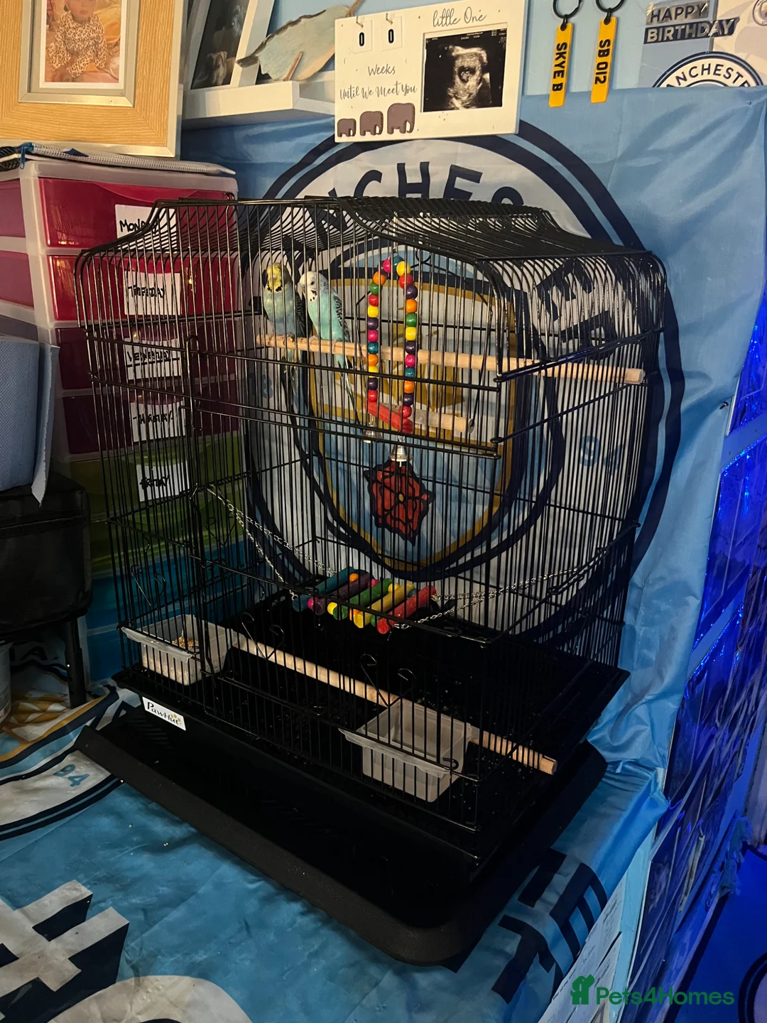 Budgerigars birds for sale: Budgies - Advert 2