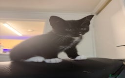 Domestic Shorthair cats for sale: Beautiful black and white tuxedo kittens for sale  - Image 9