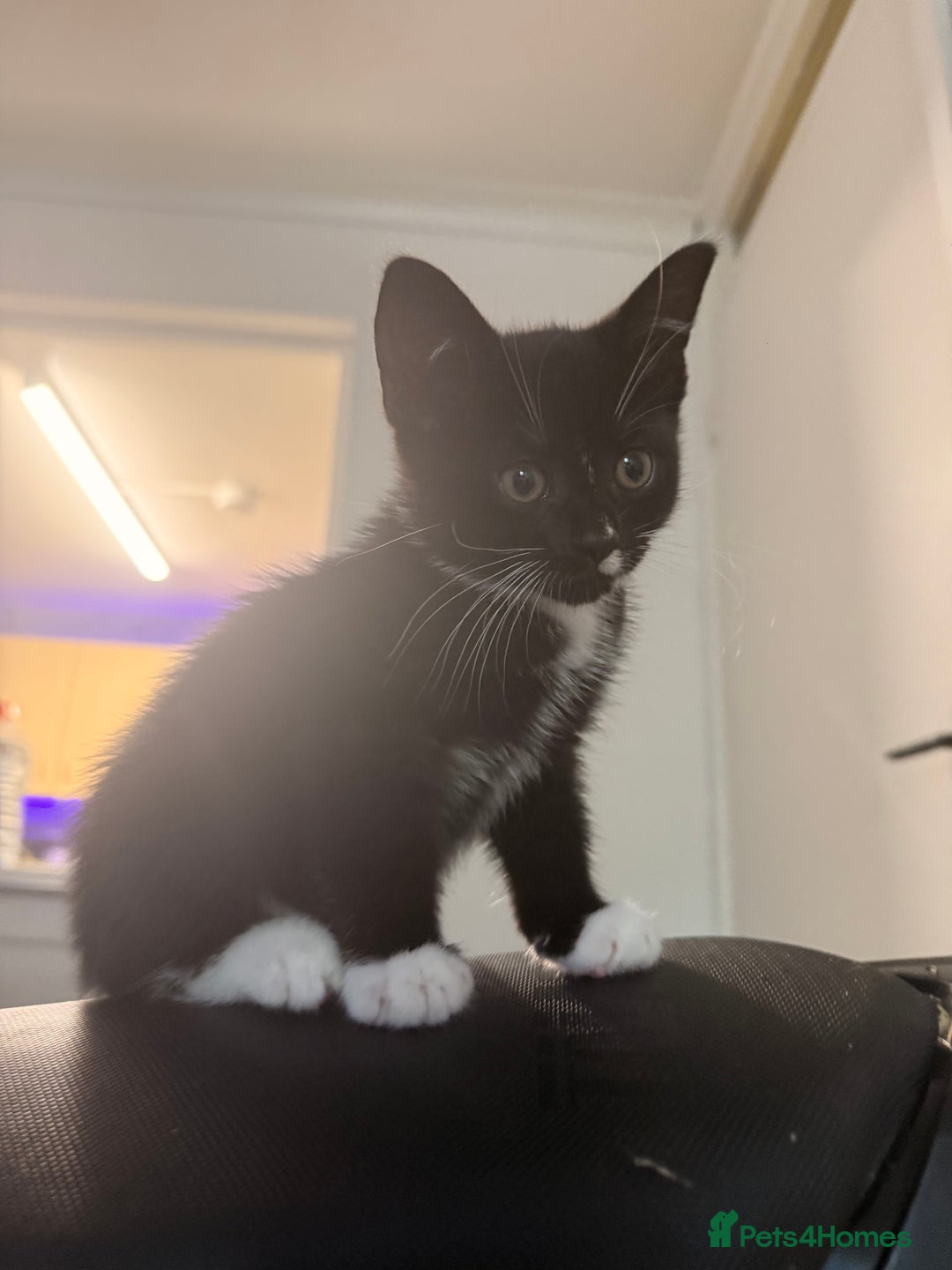 Domestic Shorthair cats for sale: Beautiful black and white tuxedo kittens for sale  - Image 9