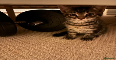 Maine Coon cats - Advert 5