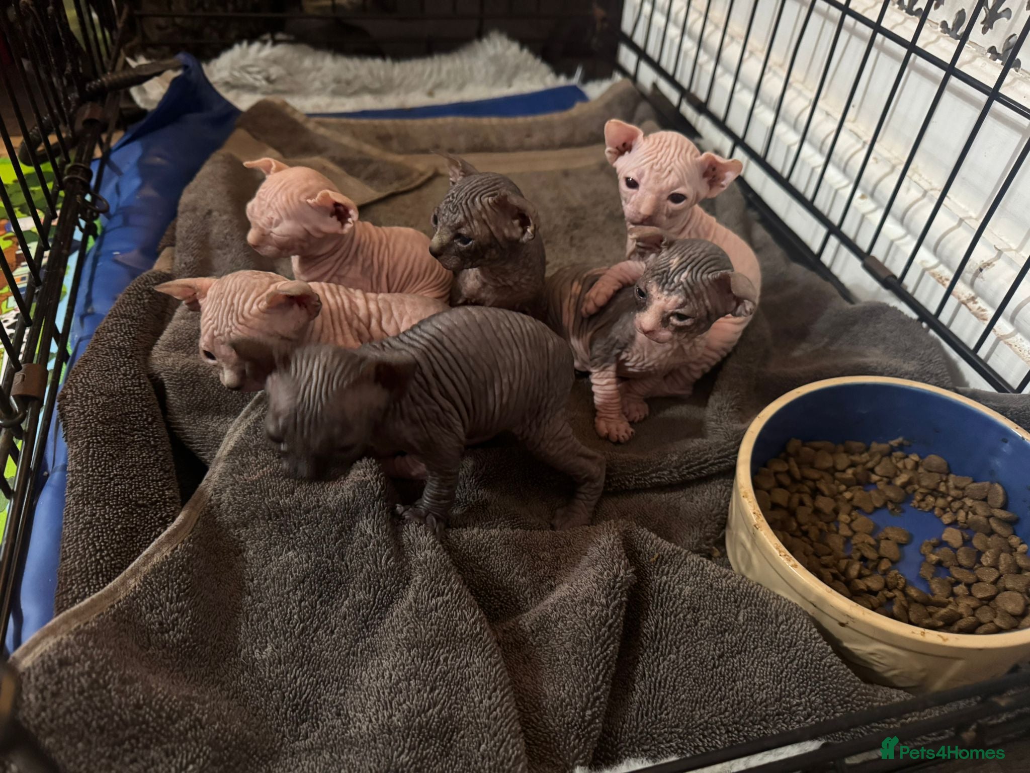 Sphynx cats Sphynx Kittens Looking for Loving Homes  - Advert 2