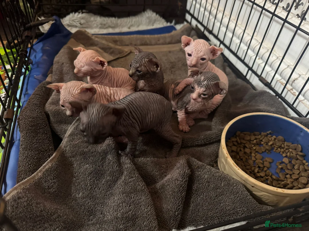 Sphynx cats for sale: Sphynx Kittens Looking for Loving Homes  in Canvey Island - Advert 2