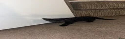 Mixed Breed cats for sale: ✨four lively kittens looking for loving homes✨ in Motherwell - Advert 4