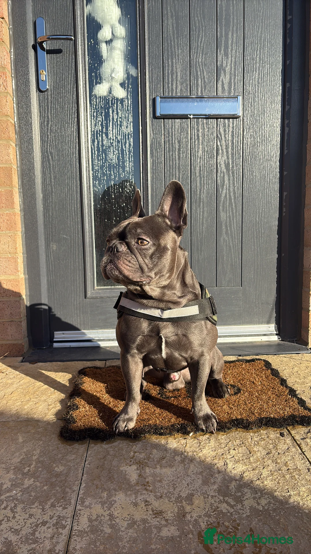 French Bulldog dogs for sale: 4 Year Old Blue French Bulldog - Enzo  - Advert 2