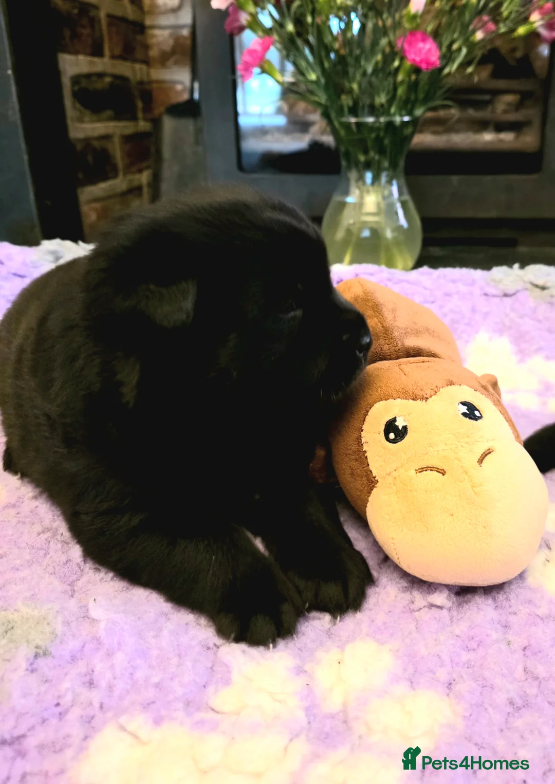 Mixed Breed dogs for sale: Gorgeous Chowador Puppies  - Advert 4