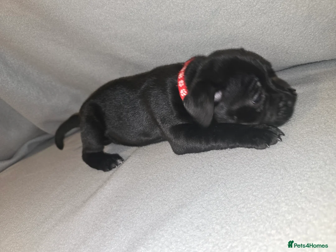 Staffordshire Bull Terrier dogs for sale: Staffordshire bullterrier (LAST 1 ) ready to go - Advert 15