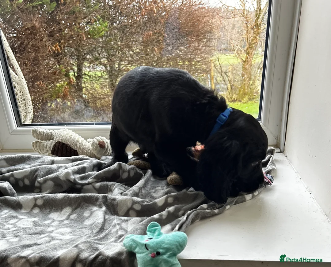 Cocker Spaniel dogs for sale: ✨ Cuddles Await from our Cocker Spaniel Pups  - Advert 10