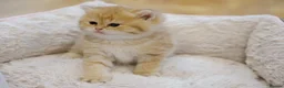British Shorthair cats for sale: Gorgeous BSH golden kittens pedigree TICA - Advert 4