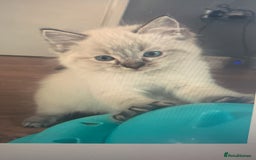Ragdoll cats for sale: 3 gorgeous fluffy ragdoll kittens  - Image 10