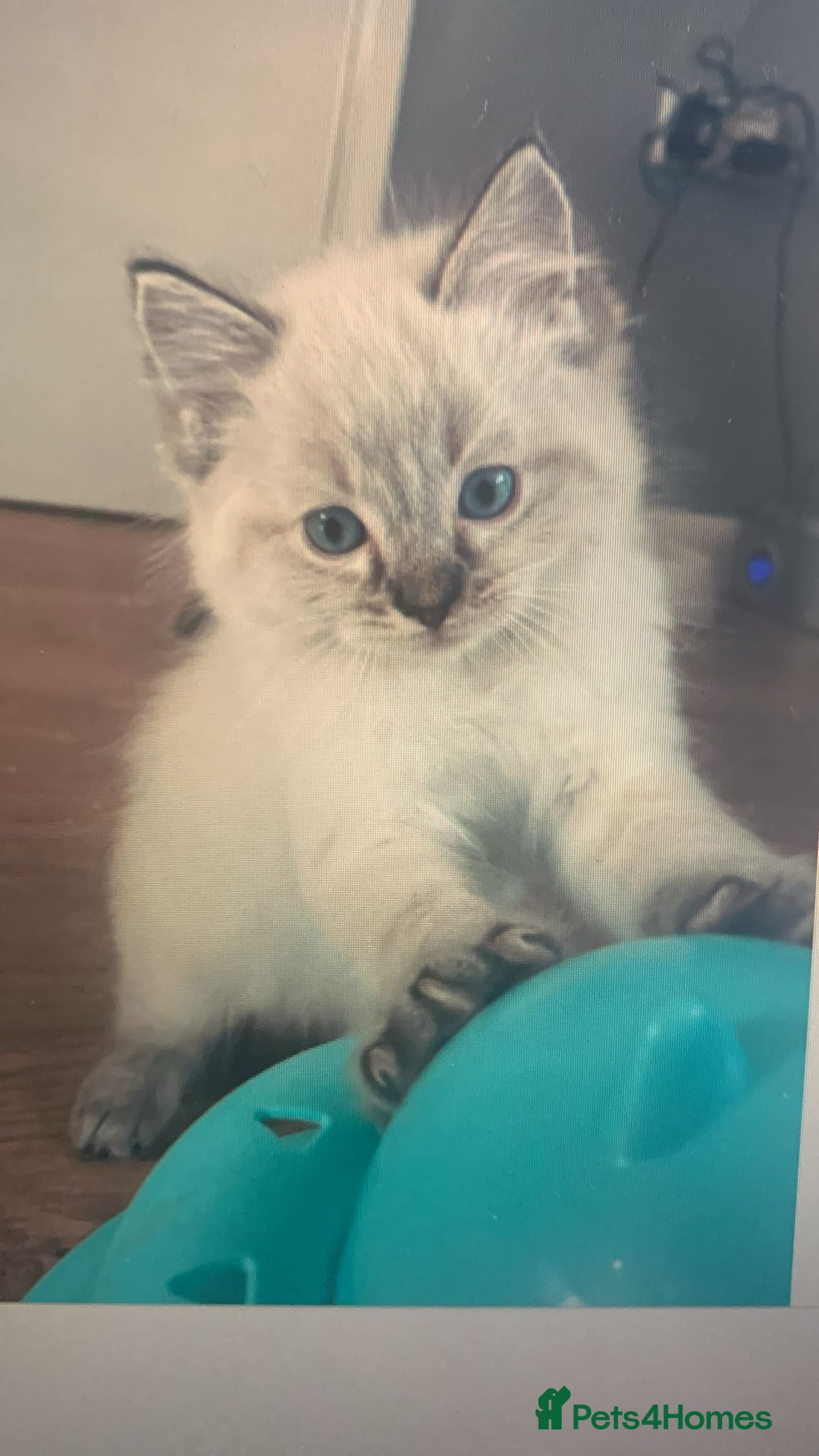 Ragdoll cats for sale: 3 gorgeous fluffy ragdoll kittens  - Image 10