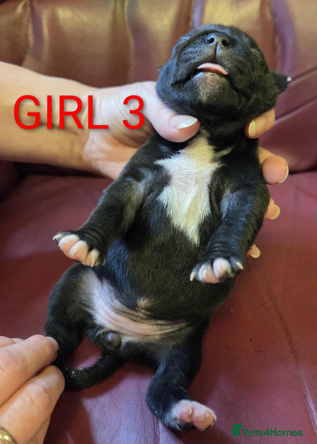 Staffordshire Bull Terrier dogs for sale: KC registered Champions Bloodline Show Quality  - Image 5
