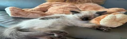 Ragdoll cats for sale: GCCF Ragdoll Kittens in Chichester - Advert 22