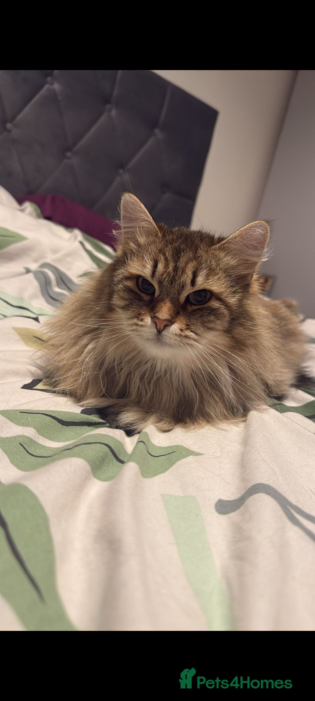 Siberian cats for sale: Retired Queen Siberian Indoor only cat - Advert 2