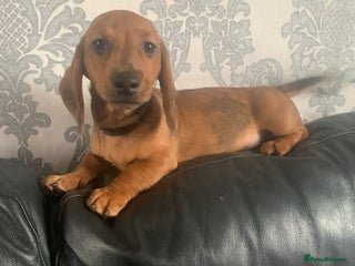 Miniature Dachshund dogs Kc miniature dachshund fully vaccinated ready now - Advert 14