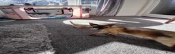 Mixed Breed cats for sale: Ragamise kittens - Advert 1