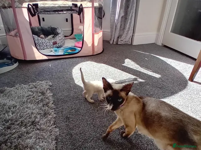Mixed Breed cats for sale: Ragamise kittens - Advert 12