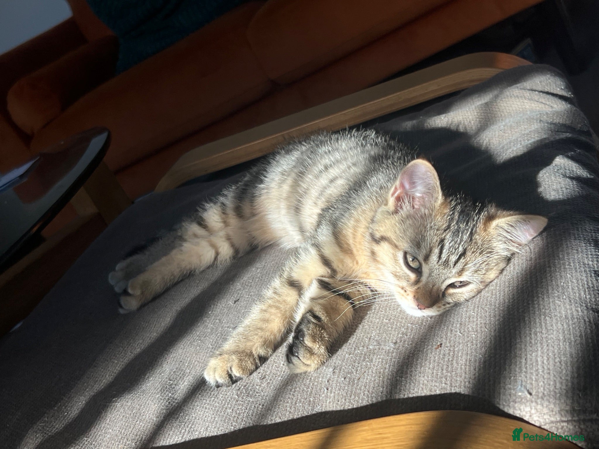 Mixed Breed cats British short hair/ tabby kittens  - Advert 1