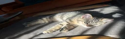 Mixed Breed cats for sale: British short hair/ bengal tabby kittens  - Advert 1