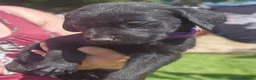 Labrador Retriever dogs for sale: Gorgeous Black Labrador Puppies - Advert 11