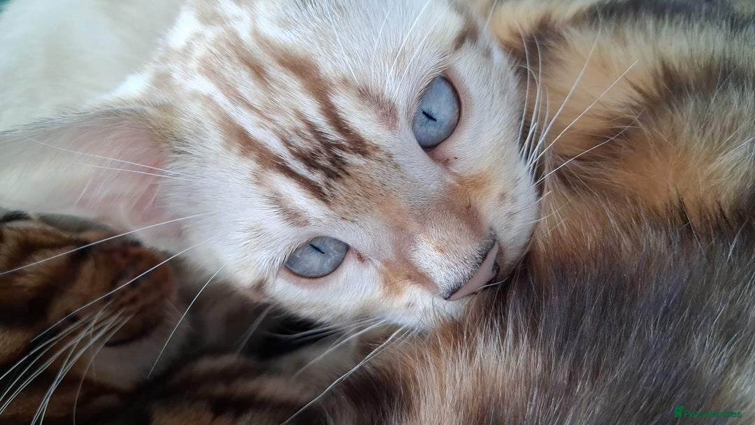 Bengal cats for sale: Import Clouded Bloodline Kittens in Nelson - Image 14
