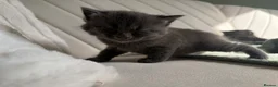 Mixed Breed cats for sale: 4 kittens looking for new home  - Advert 4