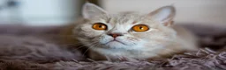 Scottish Fold cats for sale: 🐾 Stunning Golden ScottishFold&Straight Kittens🐾 in Southampton - Advert 16