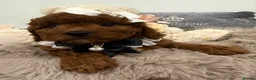 Cavapoo dogs for sale: Ready now  F1B toy cavapoos. Full dna & health   - Advert 3