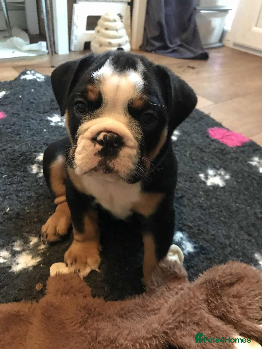 Olde English Bulldogge dogs for sale: Olde english bulldogge puppies  - Advert 19