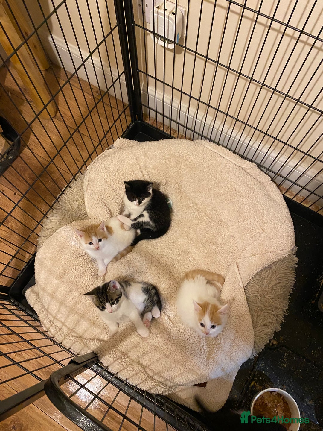 Mixed Breed cats for sale: Adorable Kittens  - Advert 11