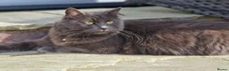 Russian Blue cats for sale: Beautiful Female Longhaired Russian Blue - Advert 2