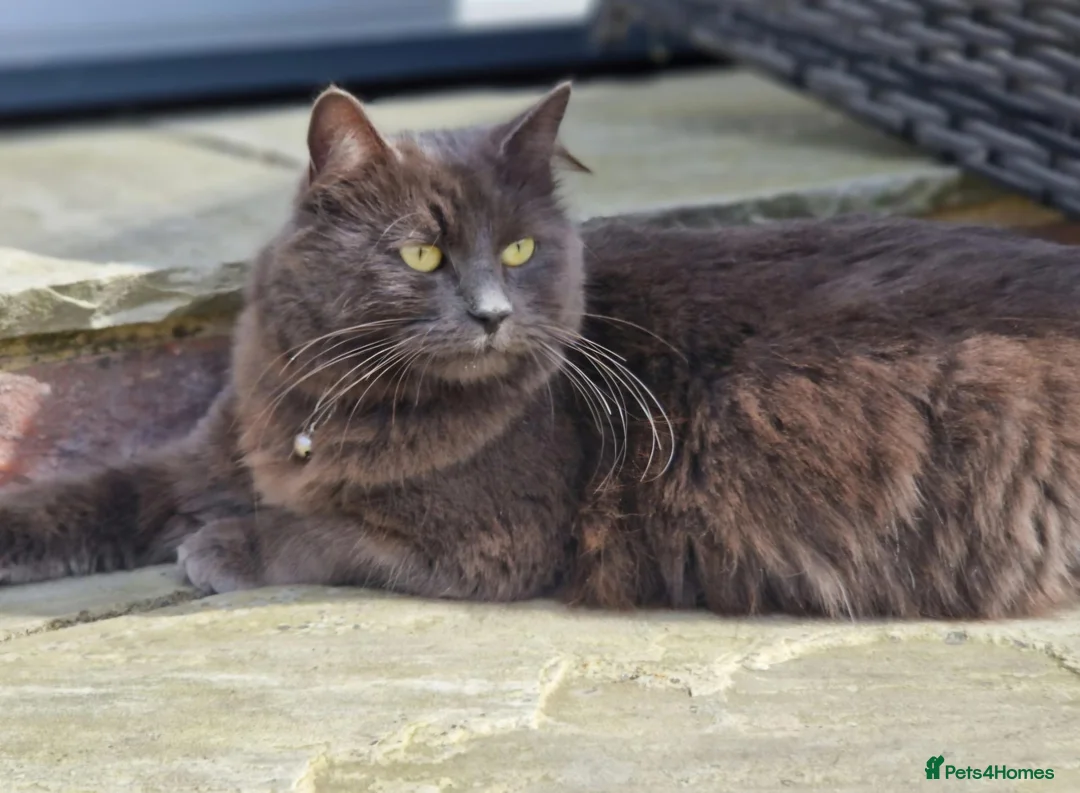Russian Blue cats for sale: Beautiful Female Longhaired Russian Blue - Advert 2