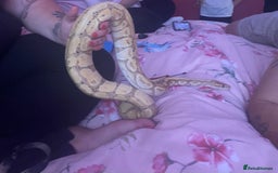 Python Snake reptiles for sale: 2 royals and 2 boas  - Image 1