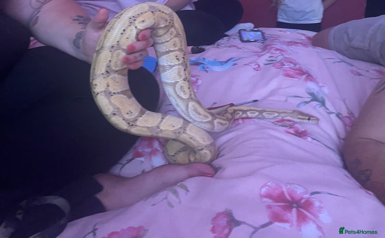 Python Snake reptiles - Advert 1