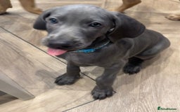 Weimaraner dogs for sale: 🐾 KC Weimaraners, ready now 🐾  - Advert 20
