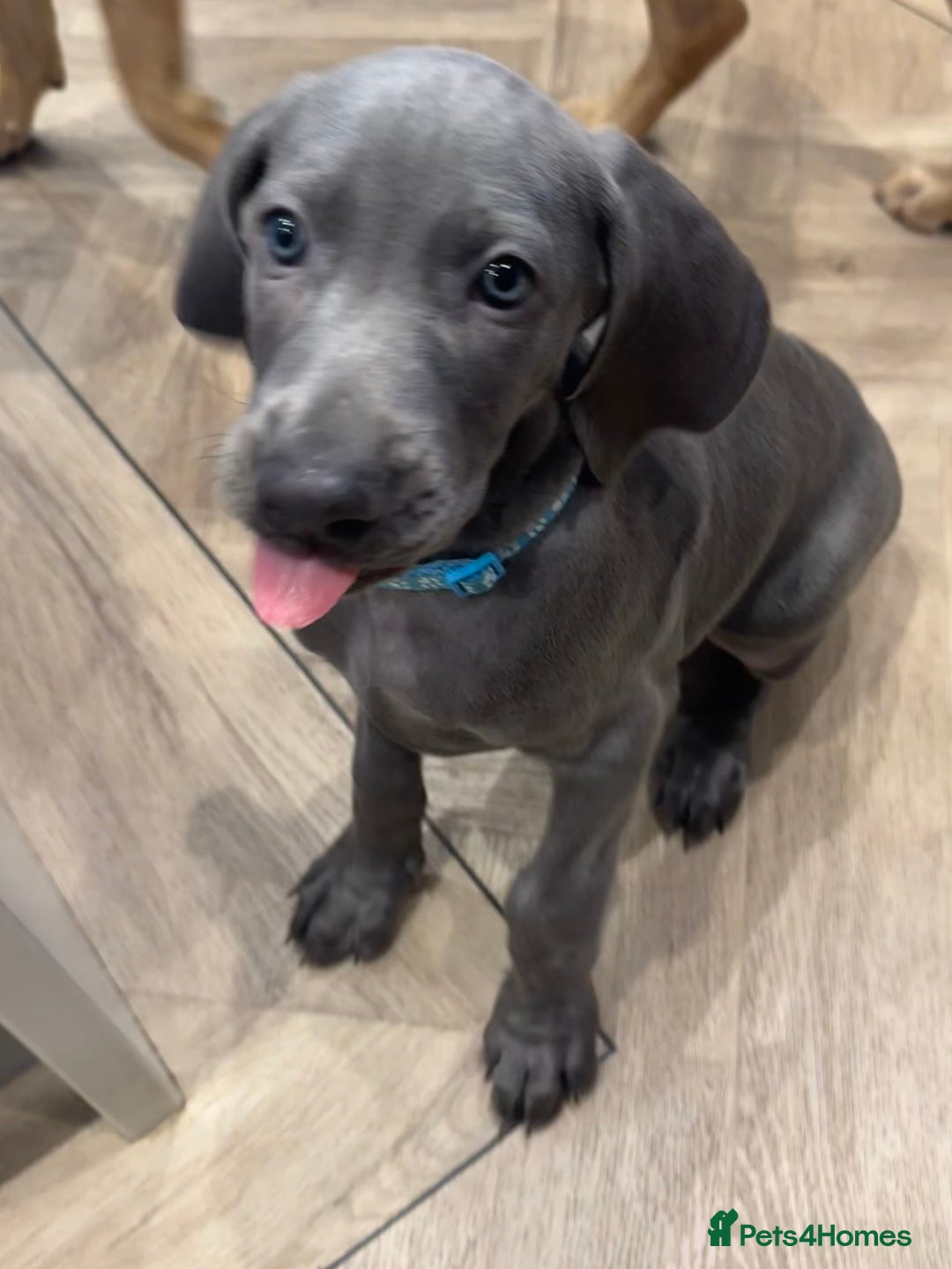 Weimaraner dogs for sale: 🐾 KC Weimaraners, ready now 🐾  - Advert 20