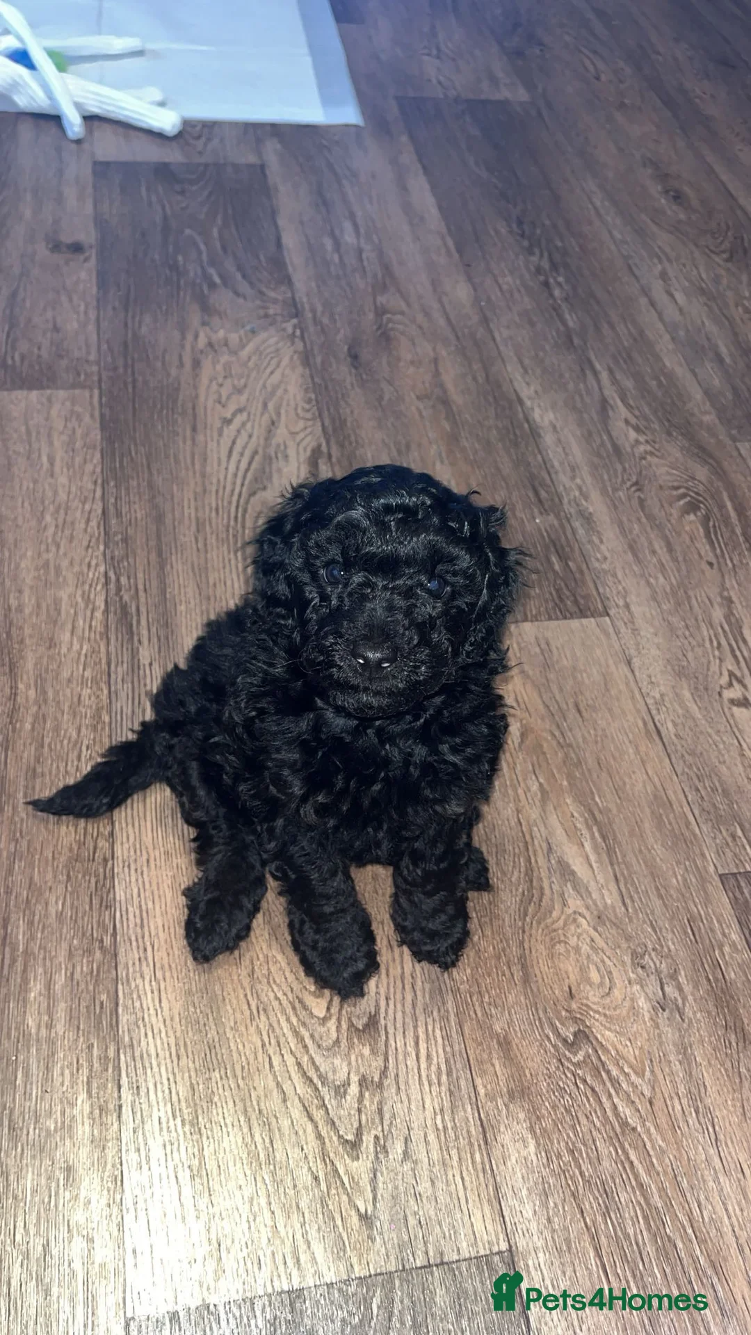 Miniature Poodle dogs for sale: Minature poodle puppy  - Advert 3