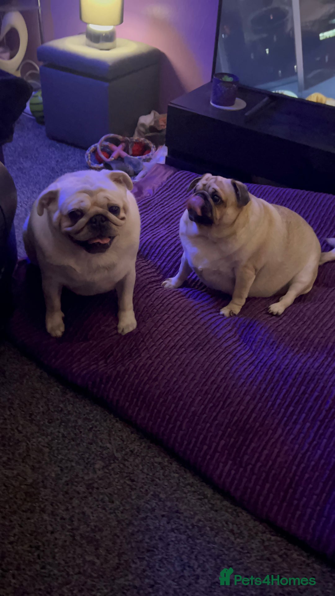 Pug dogs for sale: Storm  - Advert 3