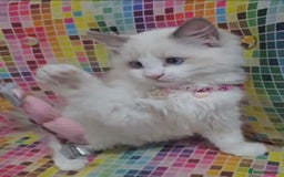 Ragdoll cats for sale: Ragdollkittens health tested gccf/tica parents  - Image 15