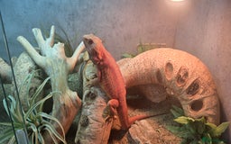 Bearded Dragon reptiles for sale: Bearded Dragon, Modern 4ft Vivarium Complete Setup - Advert 1