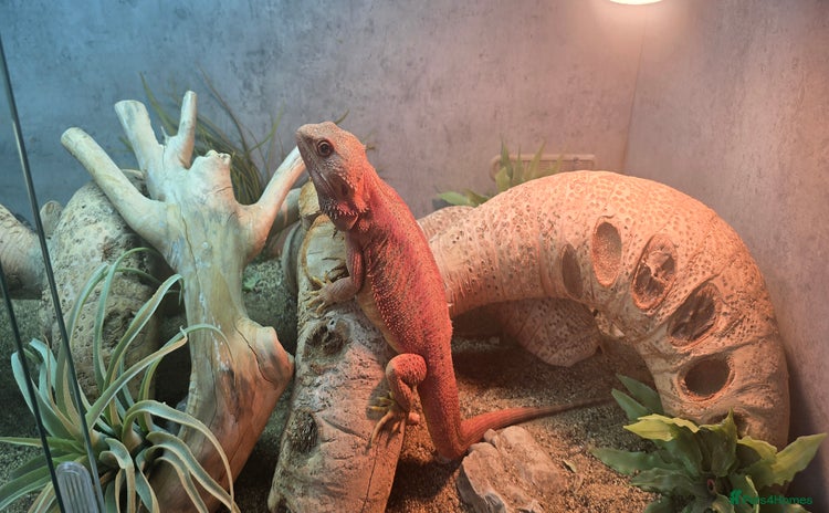 Bearded Dragon reptiles Bearded Dragon, Modern 4ft Vivarium Complete Setup - Advert 1