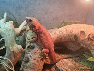 Bearded Dragon reptiles for sale: Bearded Dragon, Modern 4ft Vivarium Complete Setup - Advert 1